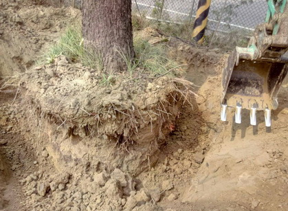 台南公園大樹移植, 台南怪手移樹, 台南挖土機移樹