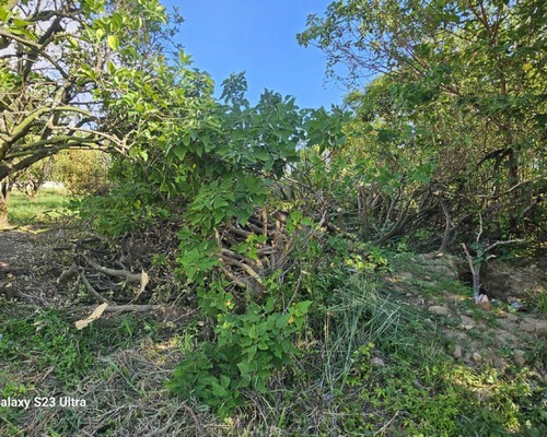 台南善化怪手破碎機整地, 台南善化怪手建地整地費用, 台南善化怪手空地整地費用, 台南善化怪手整地, 台南善化怪手山坡地整地費用, 台南善化土方開挖, 
                    台南善化農地整地, 台南善化整地填土, 台南善化環保廢棄物清運, 台南善化廢棄物清運