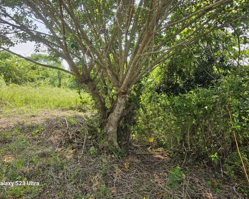 台南怪手破碎機整地, 台南怪手建地整地費用, 台南怪手空地整地費用, 台南怪手整地, 台南怪手山坡地整地費用, 台南土方開挖, 
                    台南農地整地, 台南整地填土, 台南環保廢棄物清運, 台南廢棄物清運