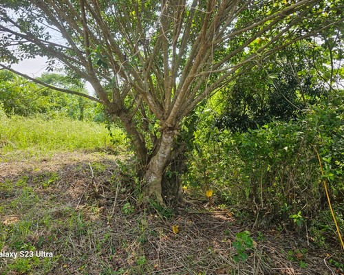 台南怪手墓園整地, 台南整地工程, 台南鋸樹, 台南先人福地整理, 台南割草鑑界整地, 台南農業取得規劃施工, 台南樹木移除, 台南怪手整地