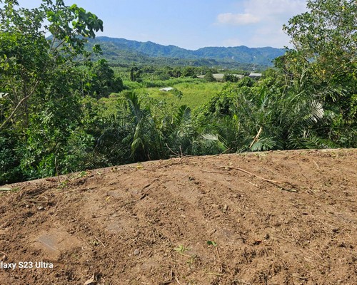 台南東區怪手墓園整地, 台南東區整地工程, 台南東區鋸樹, 台南東區先人福地整理, 台南東區割草鑑界整地, 台南東區農業取得規劃施工, 台南東區樹木移除, 台南東區怪手整地